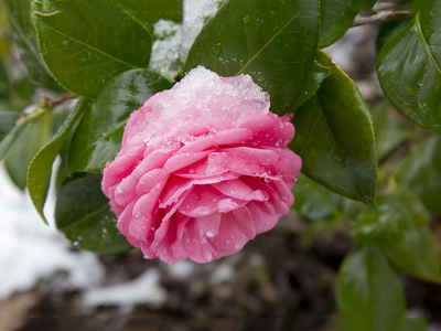 GH Gate Latch Pull article on Top Winter Blooming Flowers