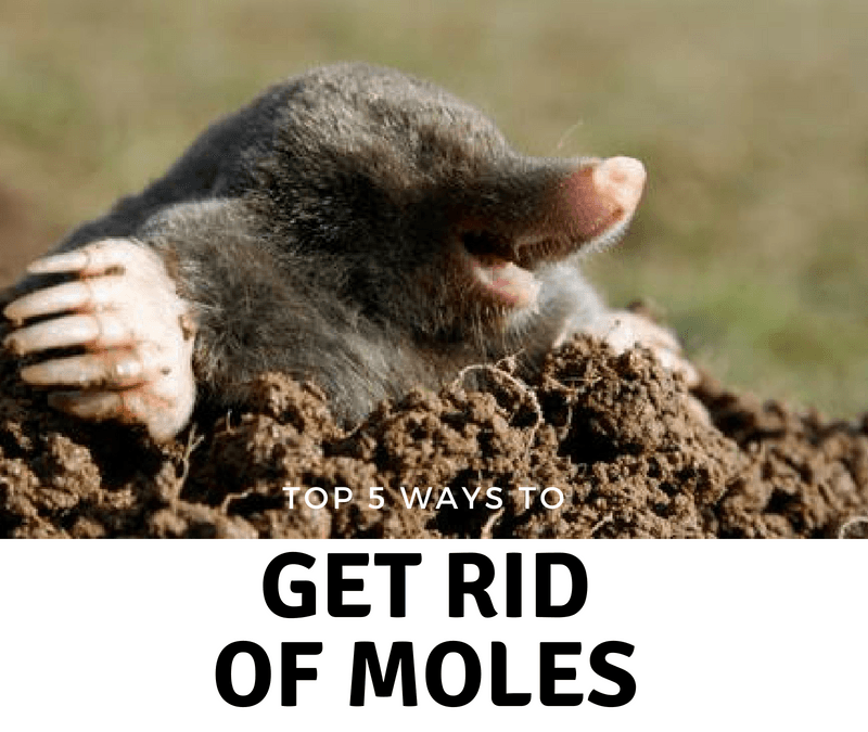 Top 5: Get Rid of Moles Naturally