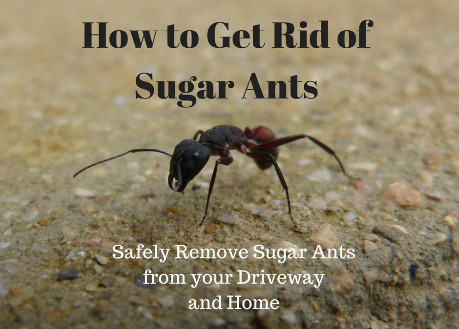 How To Get Ride Of Sugar Ants