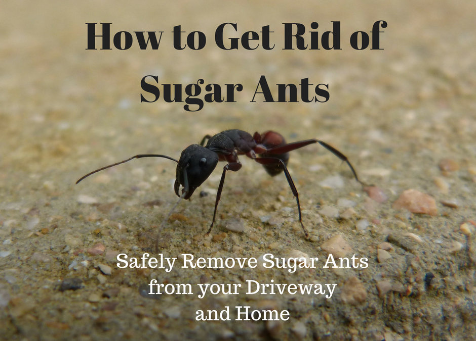 How to Get Rid of Sugar Ants in Your Driveway by GH Gate Latch Products