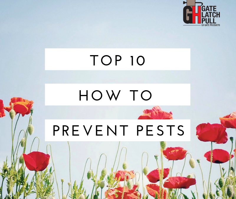 Non Toxic Ways to Prevent Garden Pests