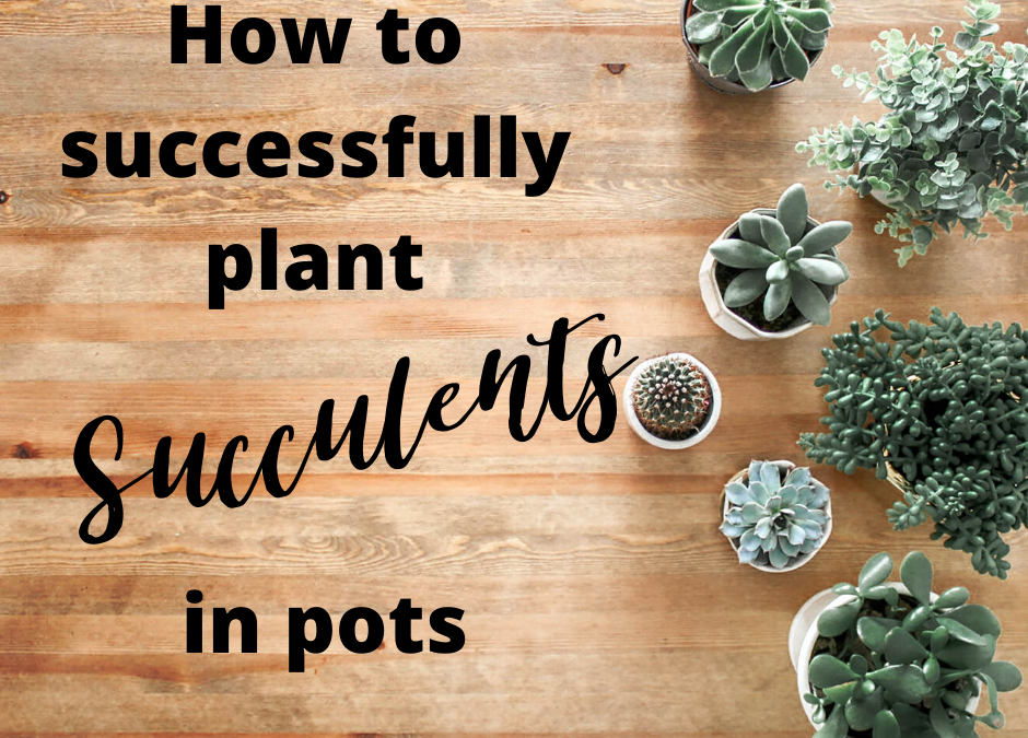 Succulents In Pots