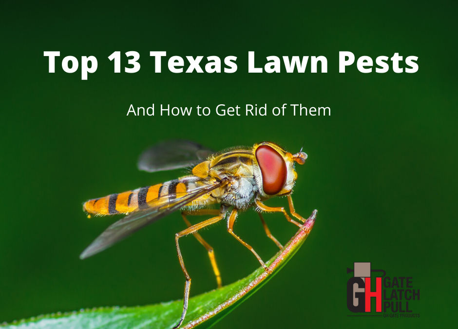 Top 13 Texas Lawn Pests, and How to Get Rid of Them