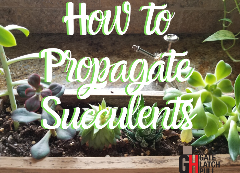 how to correctly start new succulents from cuttings