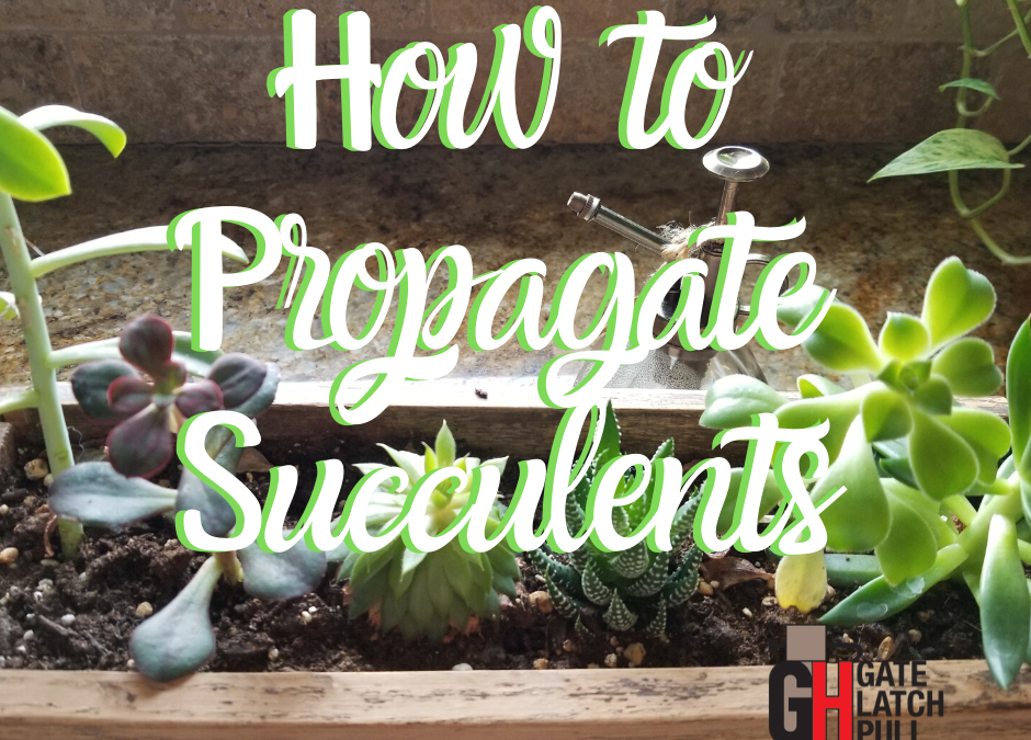 Propagating Succulents